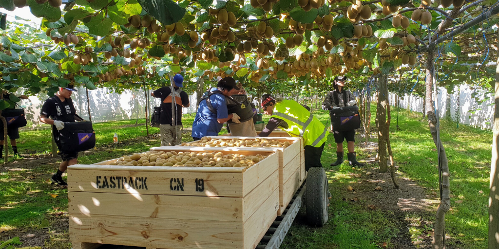 Seasonal staff NZKGI